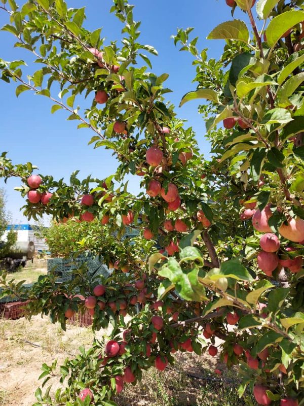 iranian apple fruit ,iran apple fruit exporters,iran apple price in iran,apple fruit price in iran,iran apple farm,iran apple production,iran apple price in pakistan,red apple iran,mttg group