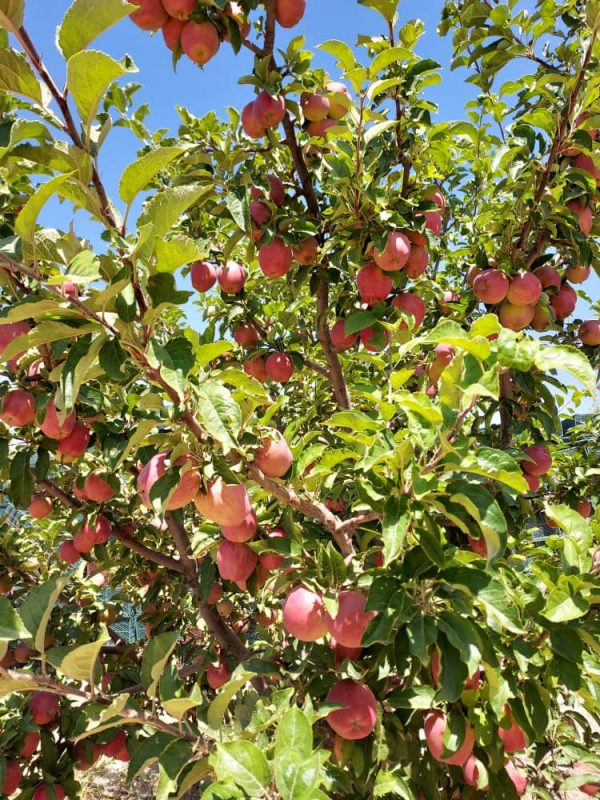 iranian apple fruit ,iran apple fruit exporters,iran apple price in iran,apple fruit price in iran,iran apple farm,iran apple production,iran apple price in pakistan,red apple iran,mttg group