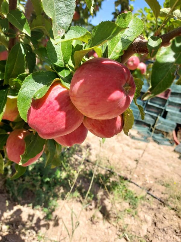 iranian apple fruit ,iran apple fruit exporters,iran apple price in iran,apple fruit price in iran,iran apple farm,iran apple production,iran apple price in pakistan,red apple iran,mttg group