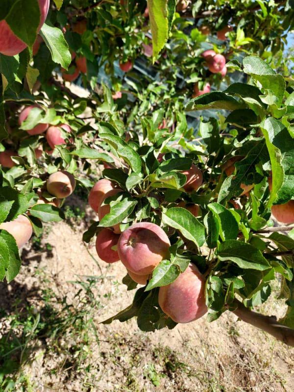 iranian apple fruit ,iran apple fruit exporters,iran apple price in iran,apple fruit price in iran,iran apple farm,iran apple production,iran apple price in pakistan,red apple iran,mttg group