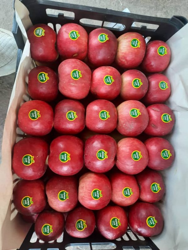 iranian apple fruit ,iran apple fruit exporters,iran apple price in iran,apple fruit price in iran,iran apple farm,iran apple production,iran apple price in pakistan,red apple iran,mttg group