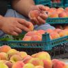 iran nectarine,exportation nectarine,exportation nectarine iran,export nectarine iran,mttg group,export fruit