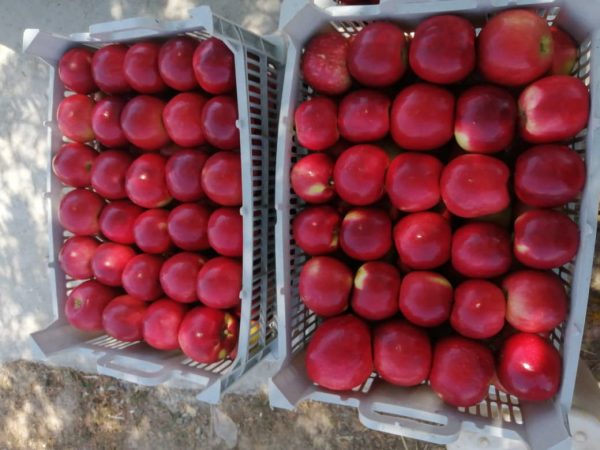 iranian apple fruit ,iran apple fruit exporters,iran apple price in iran,apple fruit price in iran,iran apple farm,iran apple production,iran apple price in pakistan,red apple iran,mttg group