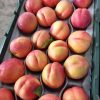 iran nectarine,exportation nectarine,exportation nectarine iran,export nectarine iran,mttg group,export fruit