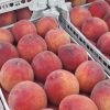 iran nectarine,exportation nectarine,exportation nectarine iran,export nectarine iran,mttg group,export fruit