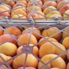 iran nectarine,exportation nectarine,exportation nectarine iran,export nectarine iran,mttg group,export fruit