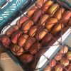 iran nectarine,exportation nectarine,exportation nectarine iran,export nectarine iran,mttg group,export fruit