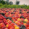 iran nectarine,exportation nectarine,exportation nectarine iran,export nectarine iran,mttg group,export fruit