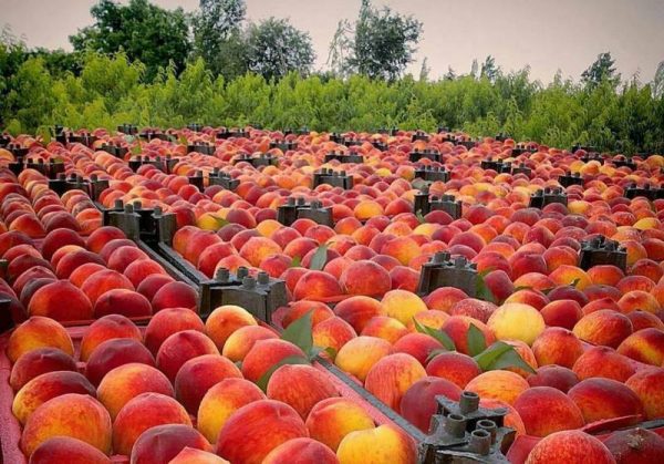 iran nectarine,exportation nectarine,exportation nectarine iran,export nectarine iran,mttg group,export fruit