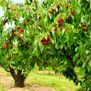 cherry fruit iran , iran cherry price , iranian cherries,cherry benefits,Iran fruits and vegetables,iranian cherries export,