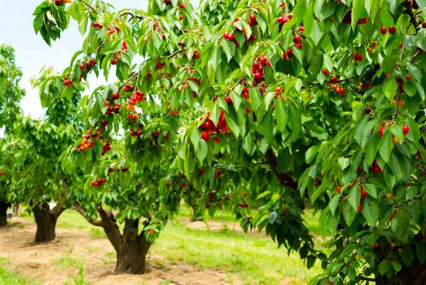 cherry fruit iran , iran cherry price , iranian cherries,cherry benefits,Iran fruits and vegetables,iranian cherries export,