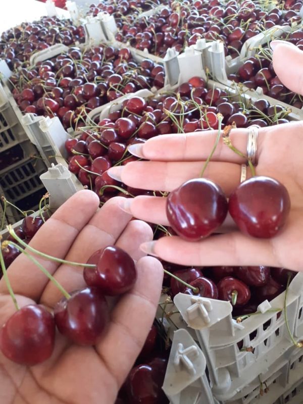 cherry fruit iran , iran cherry price , iranian cherries,cherry benefits,Iran fruits and vegetables,iranian cherries export,