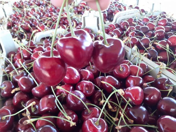 cherry fruit iran , iran cherry price , iranian cherries,cherry benefits,Iran fruits and vegetables,iranian cherries export,