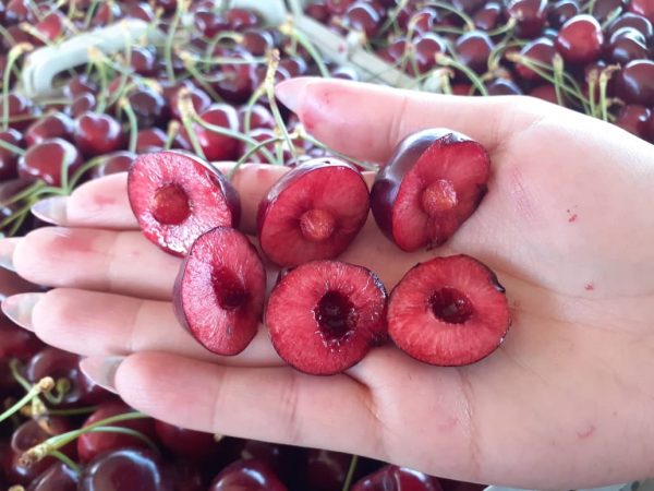 cherry fruit iran , iran cherry price , iranian cherries,cherry benefits,Iran fruits and vegetables,iranian cherries export,