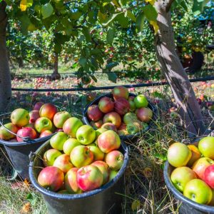 iranian apple fruit ,iran apple fruit exporters,iran apple price in iran,apple fruit price in iran,iran apple farm,iran apple production,iran apple price in pakistan,red apple iran,mttg group