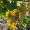 Iranian_Grapes_Exports , iran_Grapes_price , iranian_Grapes , Grapes_benefits , Iran_fruits_and_vegetables,iranian_Grapes_export,