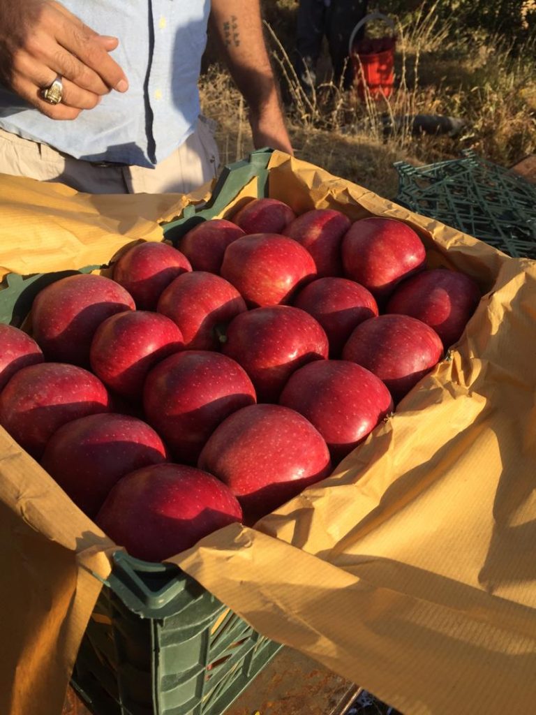 Apple supplier in Iran , iranian apple fruit ,iran apple fruit exporters,iran apple price in iran,apple fruit price in iran,iran apple farm,iran apple production,iran apple price in pakistan,red apple iran,mttg group