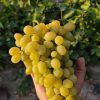 Iranian_Grapes_Exports , iran_Grapes_price , iranian_Grapes , Grapes_benefits , Iran_fruits_and_vegetables,iranian_Grapes_export,