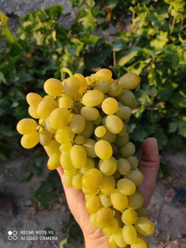 Iranian_Grapes_Exports , iran_Grapes_price , iranian_Grapes , Grapes_benefits , Iran_fruits_and_vegetables,iranian_Grapes_export,