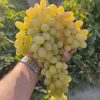 Iranian_Grapes_Exports , iran_Grapes_price , iranian_Grapes , Grapes_benefits , Iran_fruits_and_vegetables,iranian_Grapes_export,