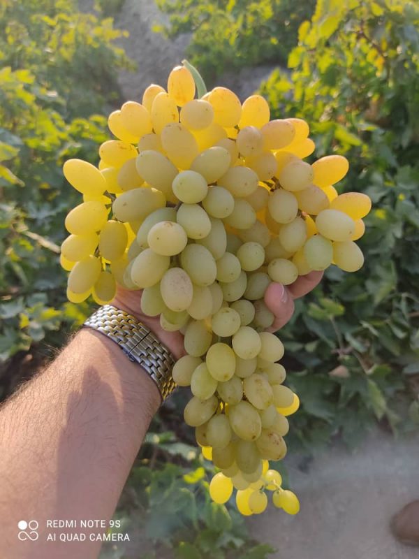 Iranian_Grapes_Exports , iran_Grapes_price , iranian_Grapes , Grapes_benefits , Iran_fruits_and_vegetables,iranian_Grapes_export,