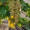 Iranian_Grapes_Exports , iran_Grapes_price , iranian_Grapes , Grapes_benefits , Iran_fruits_and_vegetables,iranian_Grapes_export,