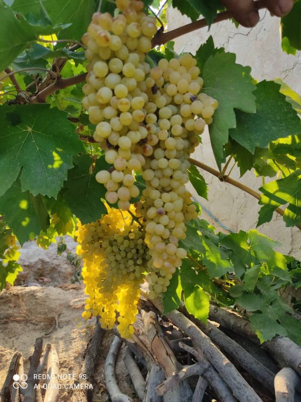 Iranian_Grapes_Exports , iran_Grapes_price , iranian_Grapes , Grapes_benefits , Iran_fruits_and_vegetables,iranian_Grapes_export,