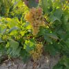 Iranian_Grapes_Exports , iran_Grapes_price , iranian_Grapes , Grapes_benefits , Iran_fruits_and_vegetables,iranian_Grapes_export,
