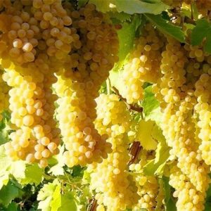 Iranian_Grapes_Exports , iran_Grapes_price , iranian_Grapes , Grapes_benefits , Iran_fruits_and_vegetables,iranian_Grapes_export,