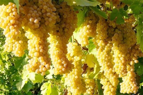 Iranian_Grapes_Exports , iran_Grapes_price , iranian_Grapes , Grapes_benefits , Iran_fruits_and_vegetables,iranian_Grapes_export,