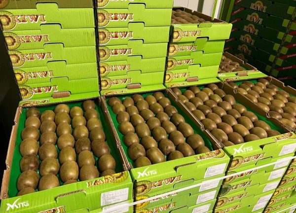 Iran Kiwi Fruit | Supply Iranian Kiwifruit | Iran Kiwi Exporter | MTTG