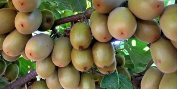 Iran Kiwi Fruit | Supply Iranian Kiwifruit | Iran Kiwi Exporter | MTTG