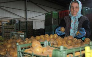 Iran Kiwi Fruit | Supply Iranian Kiwifruit | Iran Kiwi Exporter | MTTG