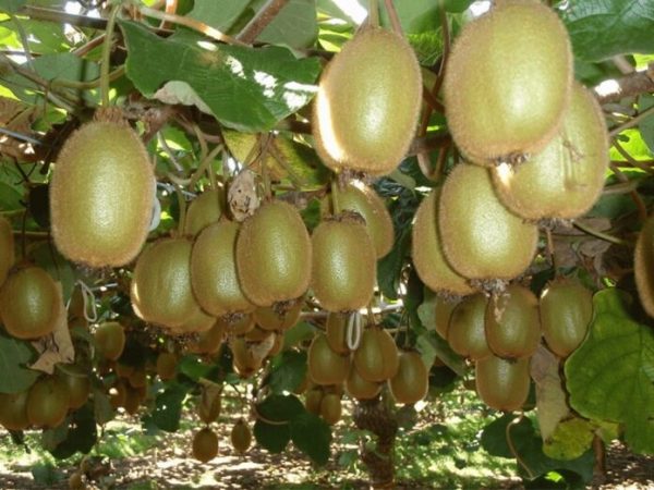 Iran Kiwi Fruit | Supply Iranian Kiwifruit | Iran Kiwi Exporter | MTTG