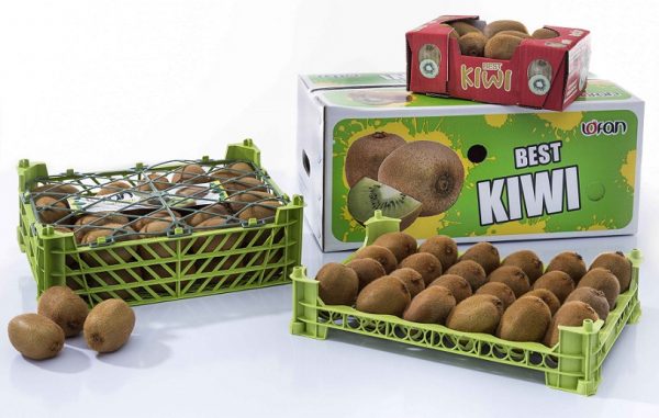 Iran Kiwi Fruit | Supply Iranian Kiwifruit | Iran Kiwi Exporter | MTTG