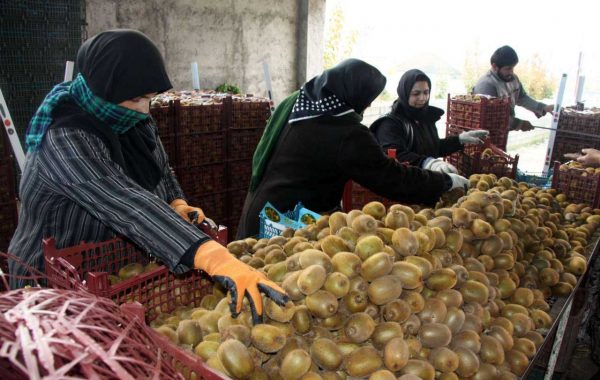 Iran Kiwi Fruit | Supply Iranian Kiwifruit | Iran Kiwi Exporter | MTTG