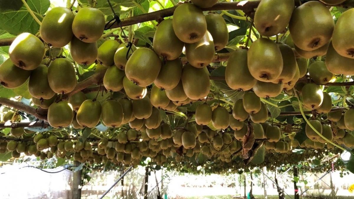 Does kiwi grow in Iran ?